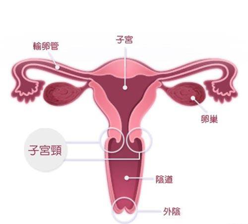 子宫附件检查