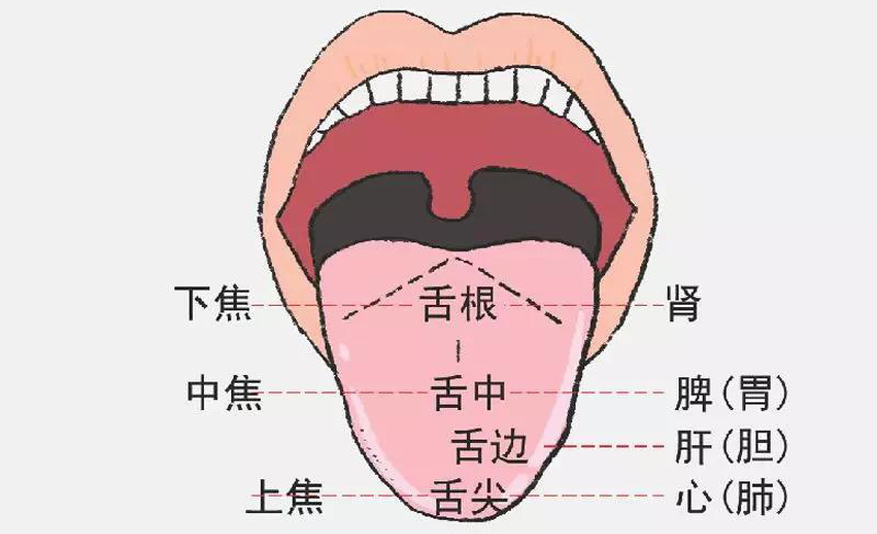 舌头