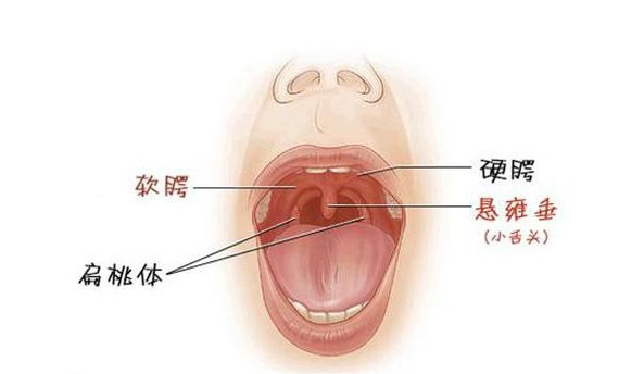 腭是什么 腭检查须知