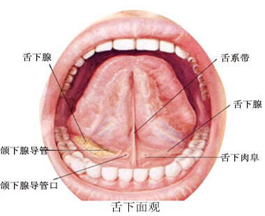 舌下腺是什么 舌下腺囊肿怎么办