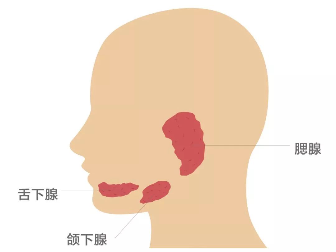 腮腺