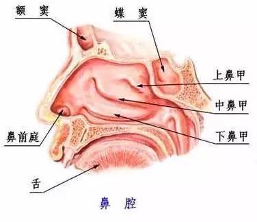鼻腔结构