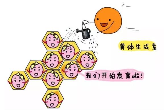 促黄体生成素作用